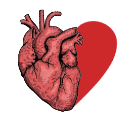 heart as organ and icon